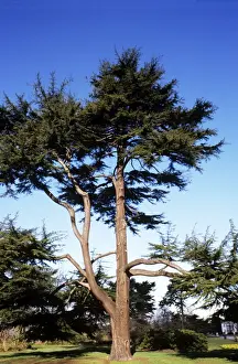 Cedro di Deodar