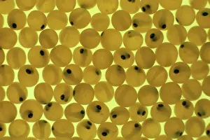 Pat Morris Photography Stampe: Developing Trout Eggs