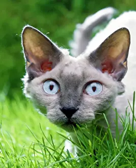 Devon Rex Stampe: Gatto Devon Rex nella erba