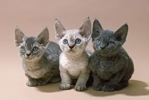 Devon Rex Stampe: Gatto Devon Rex - tre gattini