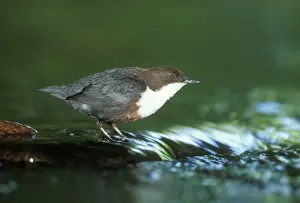 Dipper Bird Stampe: Dipper