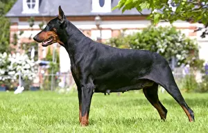 Dog Portrait Art Stampe: Doberman