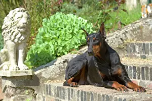 Jean Michel Labat Photography Stampe: Doberman - lying on steps