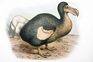 Raphus Cucullatus Stampe: Dodo - extinct bird