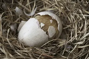 Extinct Bird Species Stampe: Dodo - hatchling cracks eggshell in half