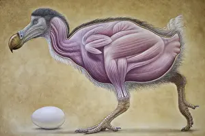 Alleati Stampe: Studi sulla muscolatura di Dodo