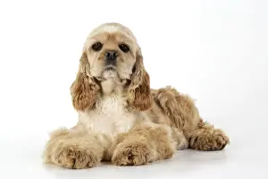 Cocker Spaniel Breeds Stampe: Dog. Cocker Spaniel