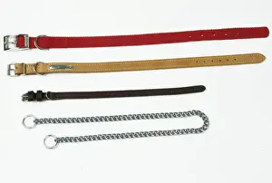 John Daniels Artwork Stampe: Dog Collars