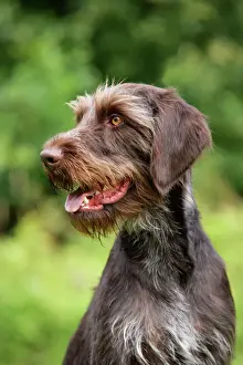 Close Up Dog Faces Stampe: Dog. German Wire-Haired Pointer