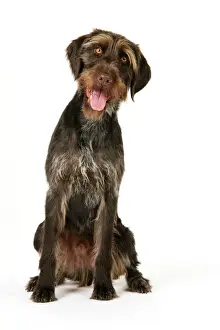 Stampe di Canino JD-22265 Cane da Puntura Tedesca anche conosciuto come Deutscher Drahthaariger Vorstehhund Giorgio Danielli Si prega di notare che le stampe sono destinabili solo a scopi personali e non Puntatore Stampe: Cane da pastore tedesco di vello irsuto