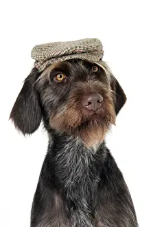 Stampe di Cane da caccia tedesco wire-haired punto di riferimento con cappello Puntatore Stampe: Cane da pastore tedesco con ciuffo di pelo e cappello