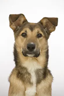Limited Edition Pet Art Stampe: Dog - mongrel