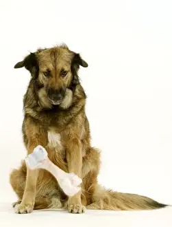 Jean Michel Labat Prints Stampe: Dog - Mongrel dropping bone