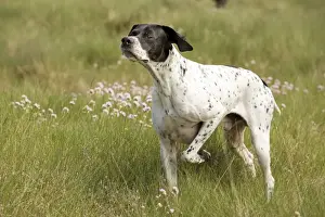 Mammals As Pets Information Stampe: Dog - Pointer - pointing