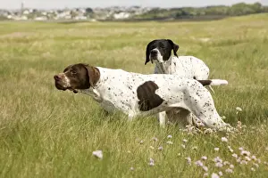 Black And White Dog Breeds Stampe: Dog - Pointers