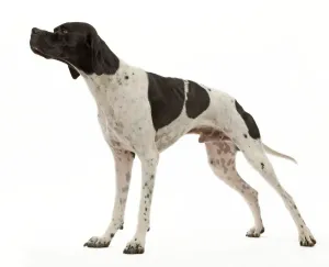 Stampe di La 9243 Cane da segnalazione Jean Michel Labat Si prega di notare che le stampe sono destinate solo a scopi di visualizzazione personale e non possono essere riprodotte in alcun modo Puntatore Stampe: Cane - Indicatore
