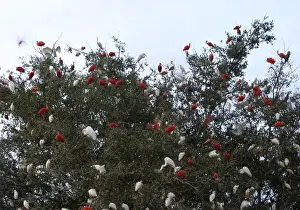 South American Birdlife Stampe: Dormitory ibises