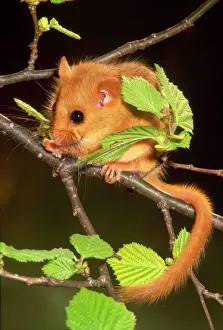 Stampe di Mec 34 musardino dormoso sul ramo con foglie Muscardinus avellanarius di Johan De Meester Prendere nota che i stampati sono destinati solo a scopi di visualizzazione personale e potrebbero non essere Piccoli Mammiferi Stampe: Dormouse