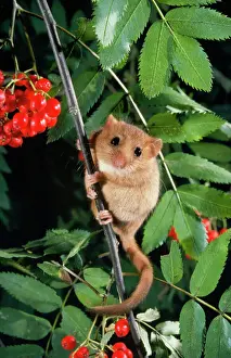 Laratro di dormice - sotto lalbero di rosmaro