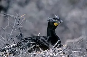 Wildlife Birds Photos Stampe: Double-crested Cormarant