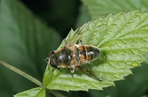 Hoverfly Images Stampe: Drone Fly / Hover Fly
