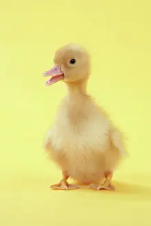 Baby Ducks For Sale Stampe: Duckling
