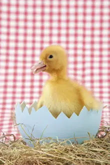 Duckling Photography Stampe: Duckling - in large egg shell