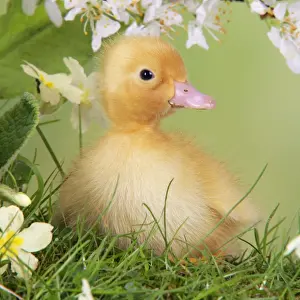 Baby Ducks Stampe: Duckling. in spring set