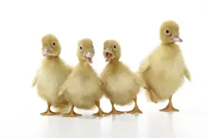 Baby Ducks Stampe: Ducklings