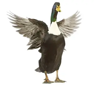 Studio Bird Photography Stampe: Duclair Duck - flapping wings in studio