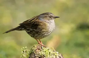 Ardea Wildlife Prints Stampe: Dunnock