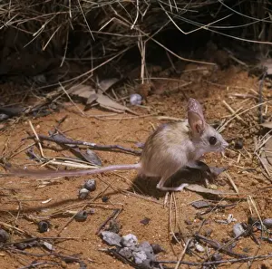 Rodent Species Pictures Stampe: Dusky Hopping Mouse
