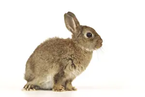 Small Pet Photography Stampe: Dwarf Rabbit