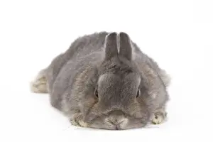 White Background Studio Pets Stampe: Dwarf Rabbit - in studio