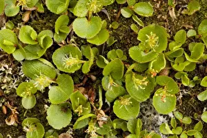 Close Up Plant Photography Stampe: Dwarf Willow