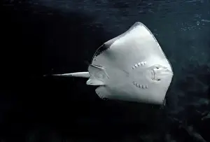 Fish Species Stampe: Eagle Ray - underside