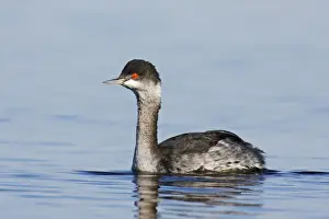 Unique Bird Species Pictures Stampe: Eared Grebe