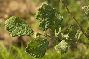 Tree Leaf Photography Stampe: Eared Willow