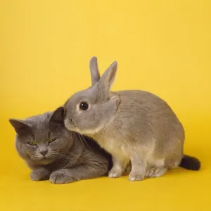John Daniels Wildlife Photographer Stampe: Cat & Rabbit