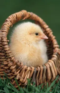 Johan De Meester Art Stampe: Chick in small basket