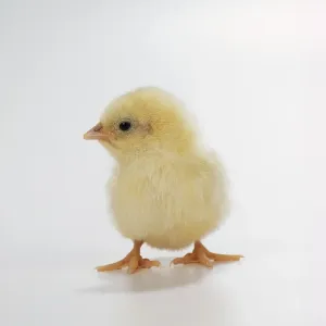 Pasqua Stampe: Pollo Pollo