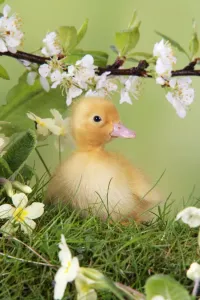 Cute Ducklings Stampe: Duckling. in spring set