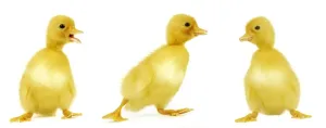 Duckling Photography Stampe: Ducklings