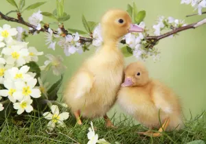Pasqua Stampe: Cignetti - primavera, impostati