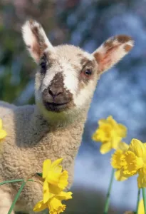 John Daniels Photographer Stampe: Lamb - in daffodils