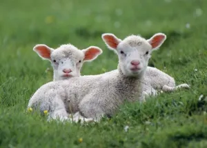 Farm Animal Images Stampe: LAMBS - two lying down in field