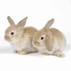 John Daniels Wildlife Photos Stampe: Rabbit - x2 three weeks old