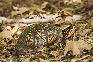 Wildlife Reptiles Stampe: Eastern Box Turtle