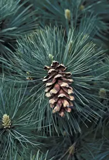 Close Up Pine Tree Stampe: Eastern White Pine