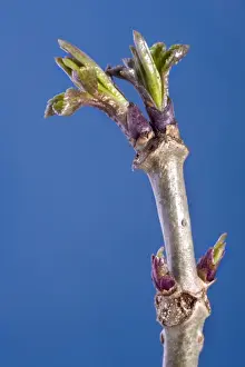 Tree Leaf Photography Stampe: Elder Tree - bud